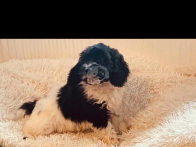 Cockapoo puppies for sale in Leigh, Greater Manchester - Image 2