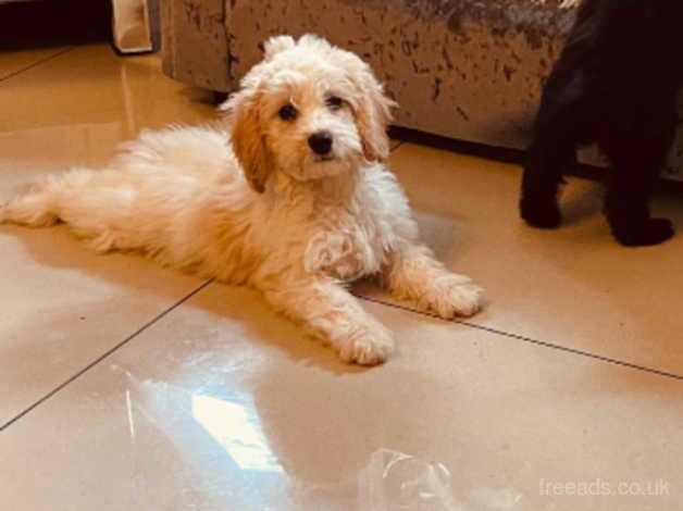 Cockapoo puppies for sale in Leigh, Greater Manchester - Image 4