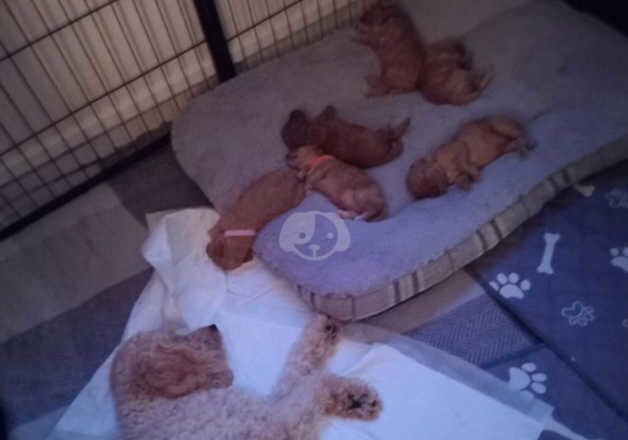 Cockapoo puppies for sale in Mansfield, Nottinghamshire