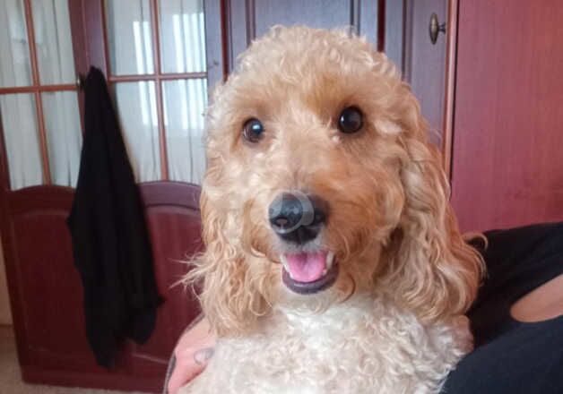 Cockapoo puppies for sale in Mansfield, Nottinghamshire - Image 2