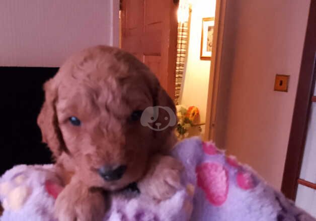 Cockapoo Puppies for sale in Nottinghamshire