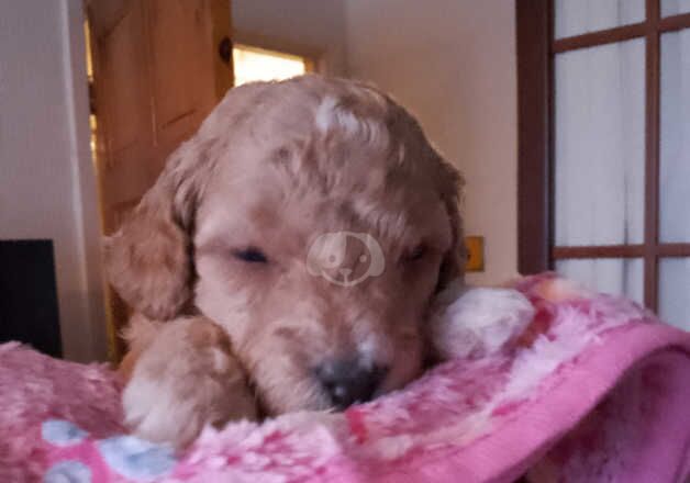 Cockapoo Puppies for sale