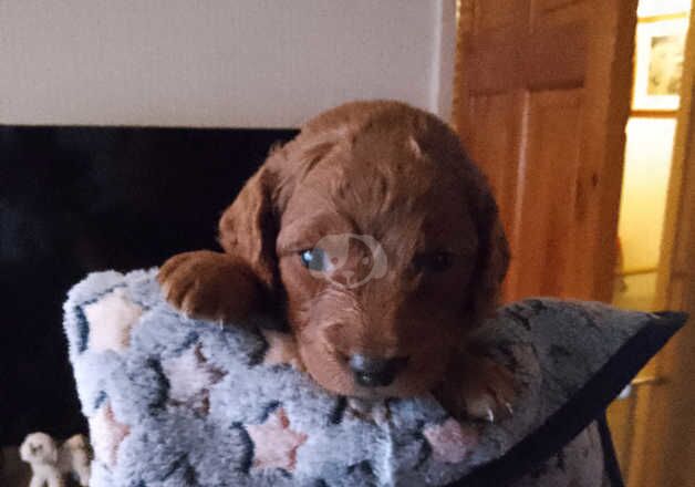 Cockapoo puppies for sale in Mansfield, Nottinghamshire - Image 5