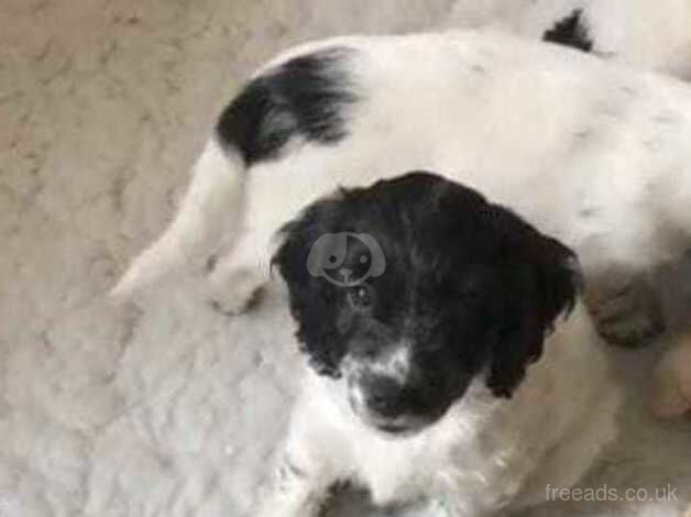 Cockapoo puppies for sale in Newham, Northumberland - Image 1