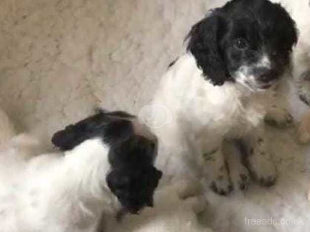 Cockapoo puppies for sale in Newham, Northumberland - Image 2