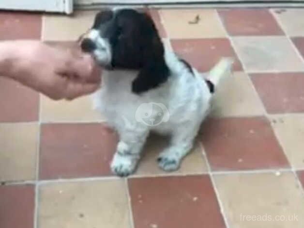 Cockapoo puppies for sale in Newham, Northumberland - Image 3