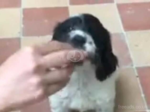 Cockapoo puppies for sale in Newham, Northumberland - Image 4