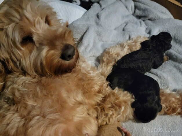 Cockapoo puppies for sale in Newport - Image 2