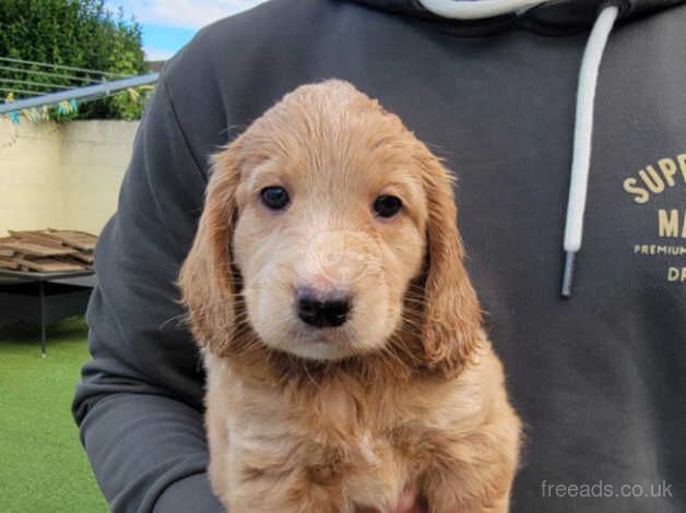 Cockapoo puppies for sale in Newport - Image 5