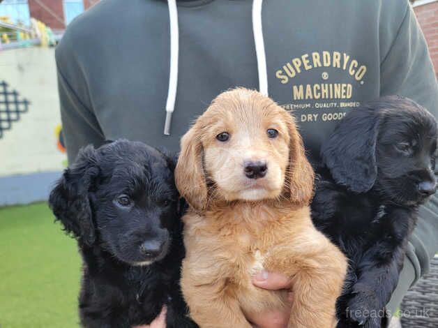 Cockapoo puppies for sale in Newport