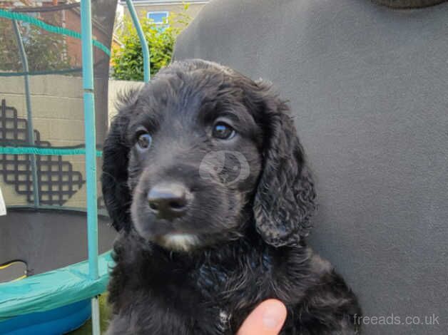 Cockapoo puppies for sale in Newport - Image 2