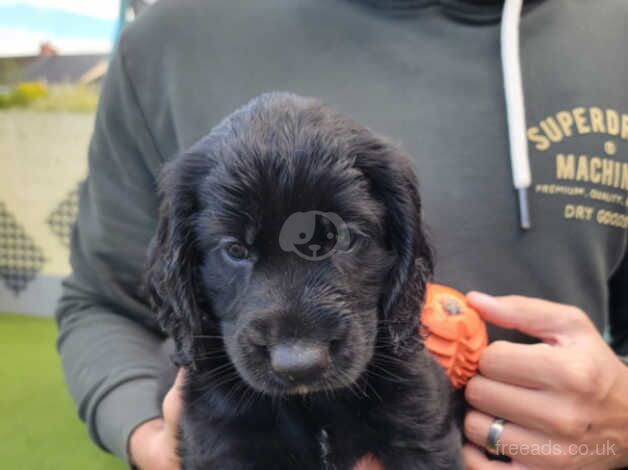 Cockapoo puppies for sale in Newport - Image 4