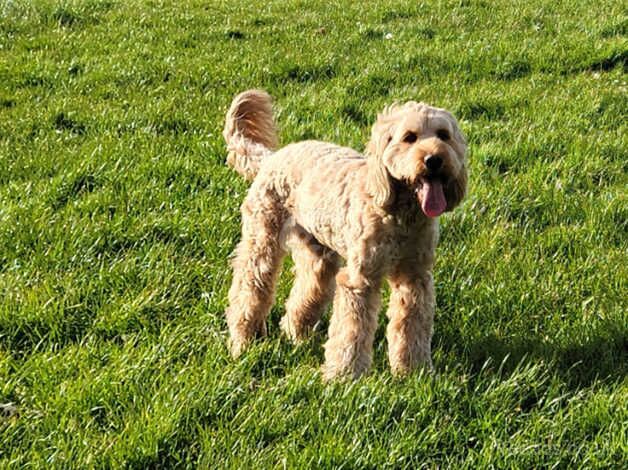 Cockapoo puppies for sale in Newport - Image 5