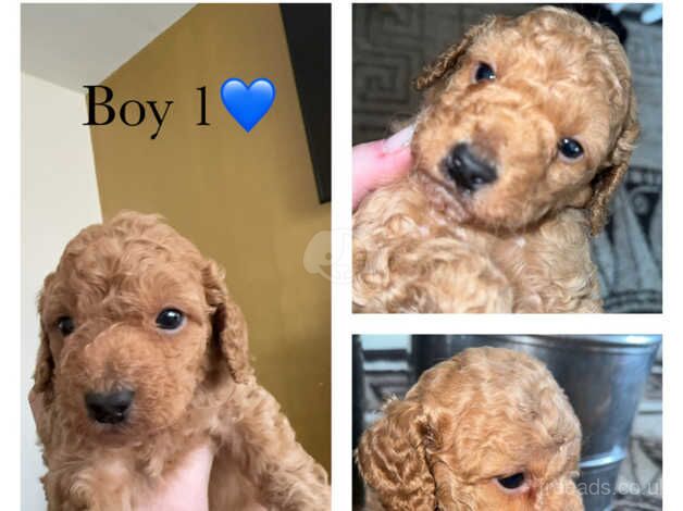 Cockapoo puppies for sale in Norton, County Durham - Image 1