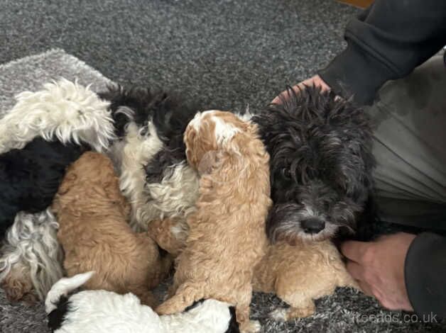 Cockapoo puppies for sale in Norton, County Durham - Image 2