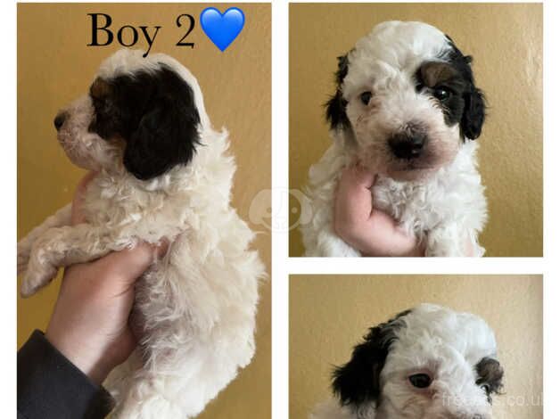 Cockapoo puppies for sale in Norton, County Durham - Image 3