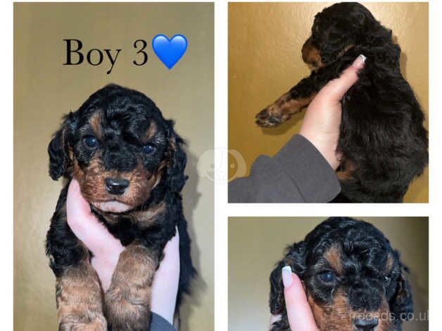 Cockapoo puppies for sale in Norton, County Durham - Image 4