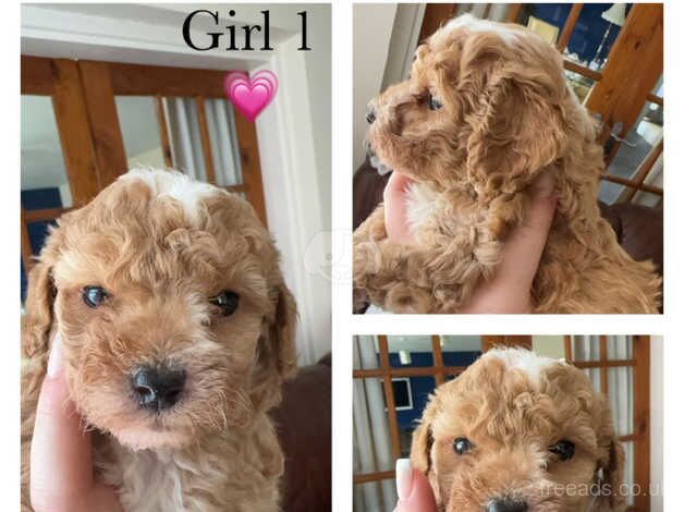 Cockapoo puppies for sale in Norton, County Durham - Image 5