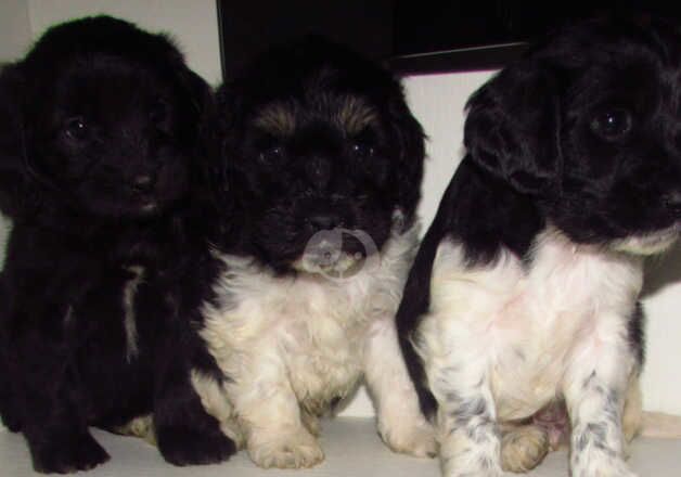 Cockapoo puppies for sale in Nottingham, Nottinghamshire