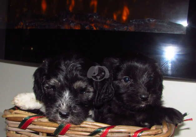 Cockapoo Puppies for sale in Nottinghamshire