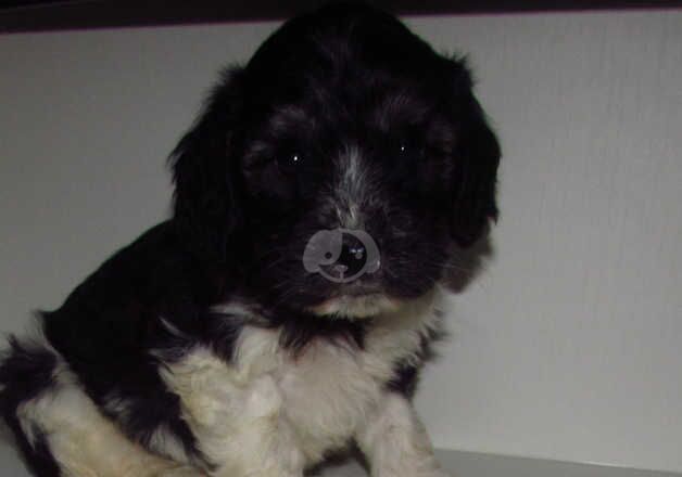 Cockapoo puppies for sale in Nottingham, Nottinghamshire - Image 4