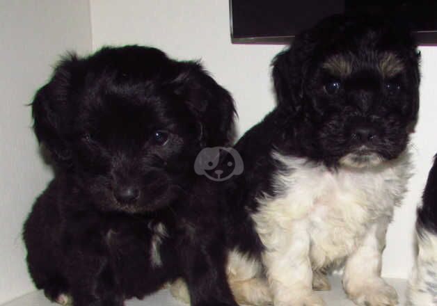 Cockapoo puppies for sale in Nottingham, Nottinghamshire - Image 5