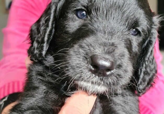 Cockapoo Puppies. for sale in Reading, Berkshire