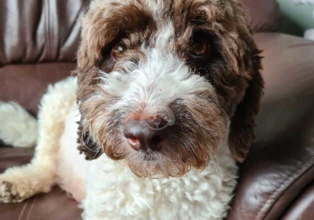 Cockapoo Puppies. for sale in Reading, Berkshire - Image 2