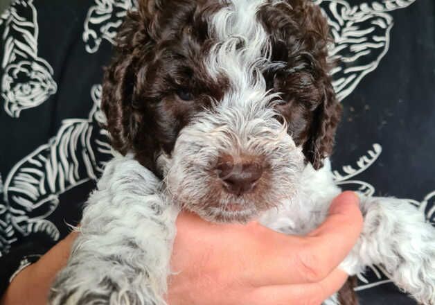 Cockapoo Puppies for sale in Berkshire