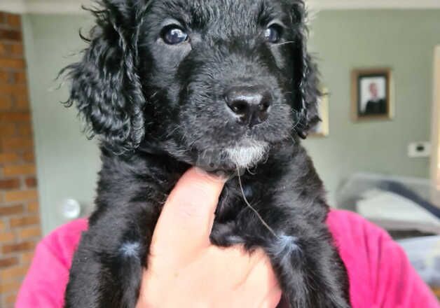 Cockapoo Puppies for sale