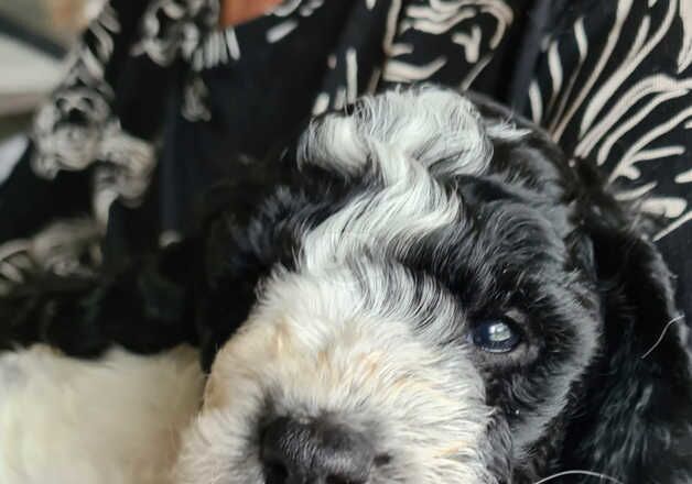 Cockapoo Puppies. for sale in Reading, Berkshire - Image 5