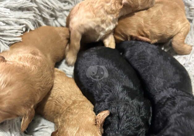 Cockapoo puppies for sale in Saundersfoot, Pembrokeshire