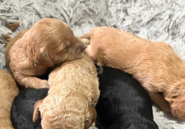 Cockapoo puppies for sale in Saundersfoot, Pembrokeshire - Image 2