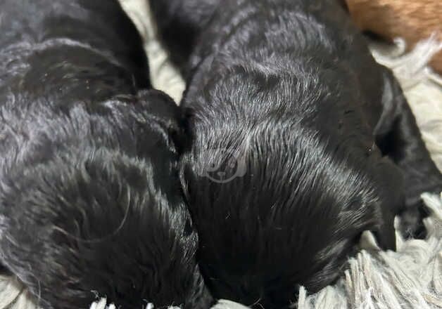 Cockapoo Puppies for sale in Pembrokeshire