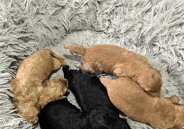 Cockapoo Puppies for sale