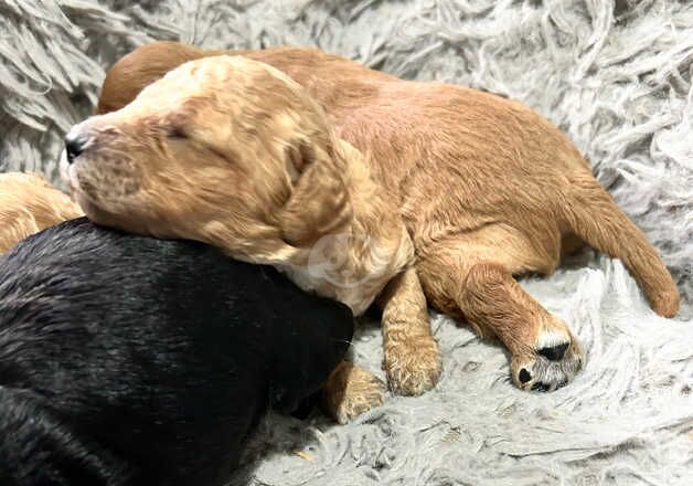 Cockapoo puppies for sale in Saundersfoot, Pembrokeshire - Image 5