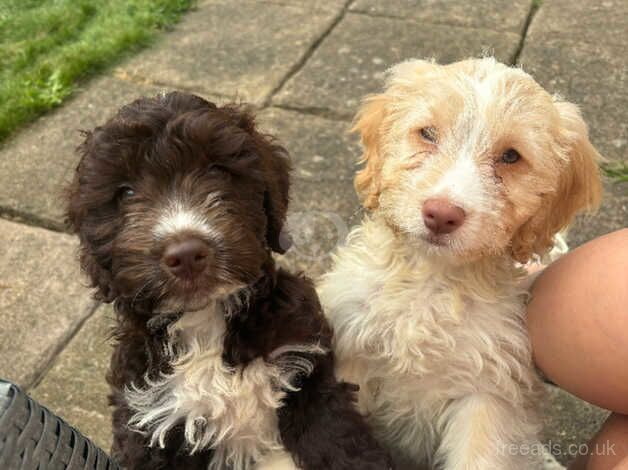 cockapoo puppies for sale in Scarborough, North Yorkshire