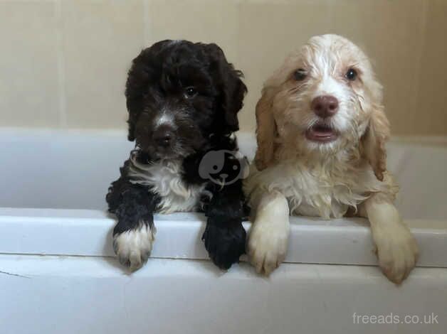 cockapoo puppies for sale in Scarborough, North Yorkshire - Image 2