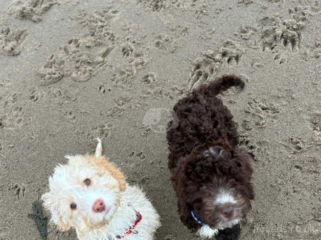 cockapoo puppies for sale in Scarborough, North Yorkshire - Image 3