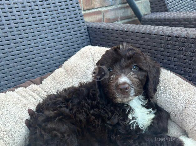 cockapoo puppies for sale in Scarborough, North Yorkshire - Image 4