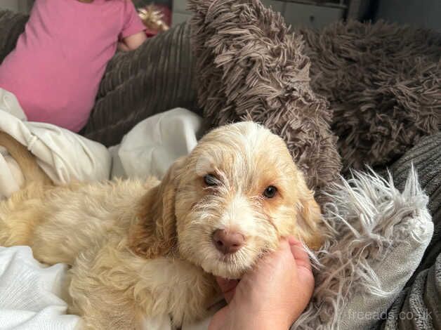 cockapoo puppies for sale in Scarborough, North Yorkshire - Image 5