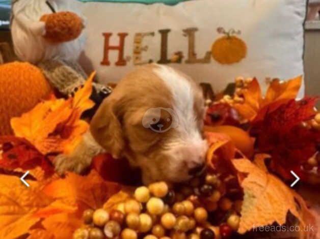 Cockapoo Puppies. for sale in Scarborough, North Yorkshire - Image 3