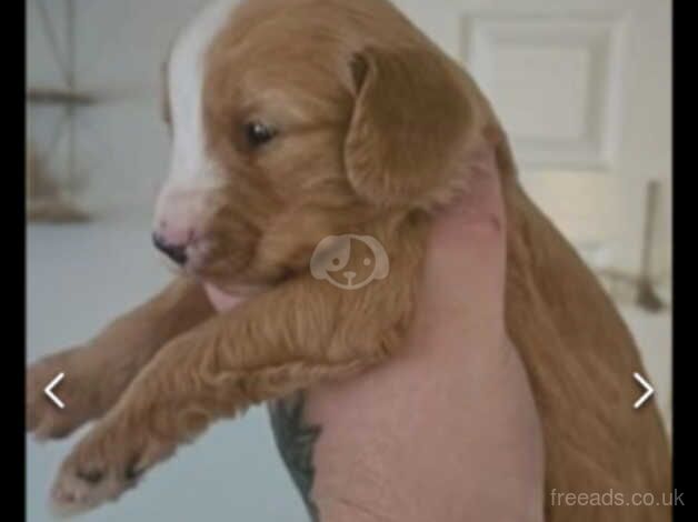 Cockapoo Puppies. for sale in Scarborough, North Yorkshire - Image 4