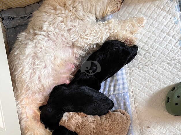 Cockapoo puppies for sale in Sheerness, Kent - Image 1