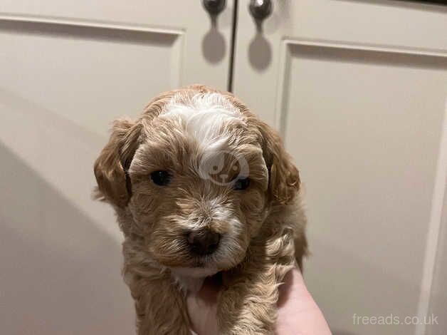 Cockapoo puppies for sale in Sheerness, Kent - Image 3