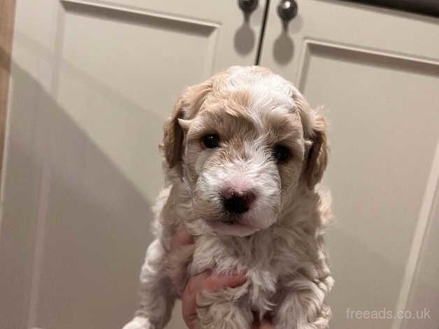 Cockapoo Puppies for sale