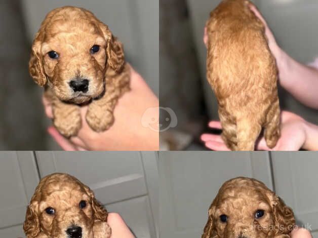 Cockapoo puppies for sale in Stockton-on-Tees, County Durham - Image 1