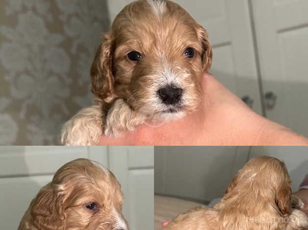 Cockapoo puppies for sale in Stockton-on-Tees, County Durham - Image 2