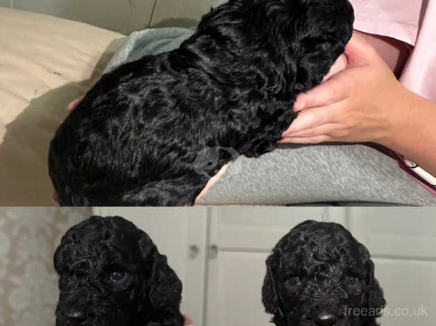 Cockapoo puppies for sale in Stockton-on-Tees, County Durham - Image 3