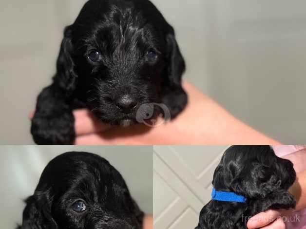 Cockapoo puppies for sale in Stockton-on-Tees, County Durham - Image 4